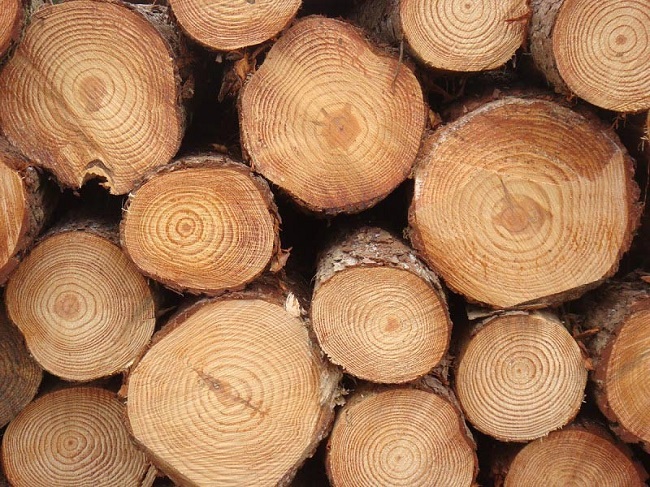 تولید پارکت از چوب راش